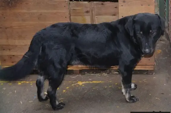 Пропала собака Моди в Одинцовском районе, Московская область