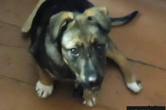 Найдена собака в Богородске
