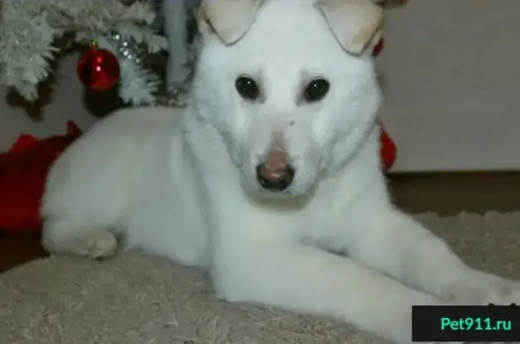 Найдена собака Белка в Ханты-Мансийске