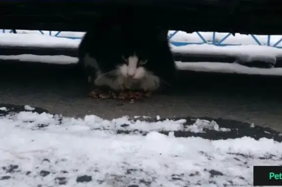 Найдена пушистая кошка в Красногорске, район Павшинской Поймы