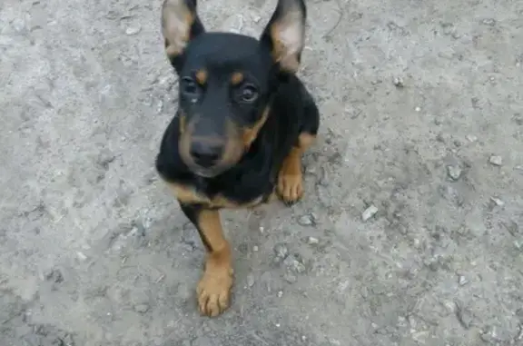 Пропала собака Рада в Западном, Сызрань, Самарская область