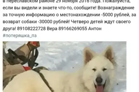 Пропала белая овчарка в Переславском районе