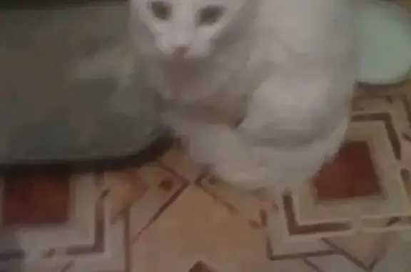 Найдена белая кошка в Западном микрорайоне