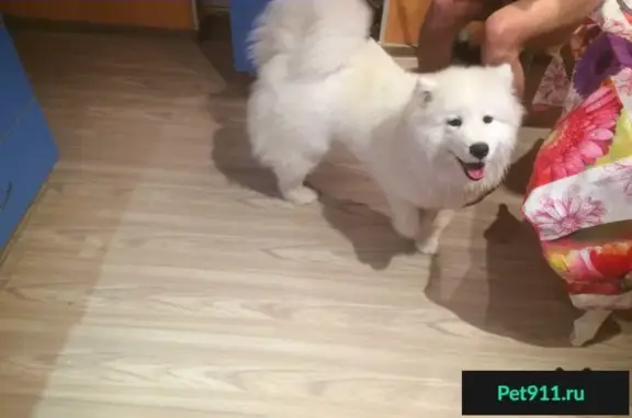 Найдена собака в Оренбурге, порода Самоед.