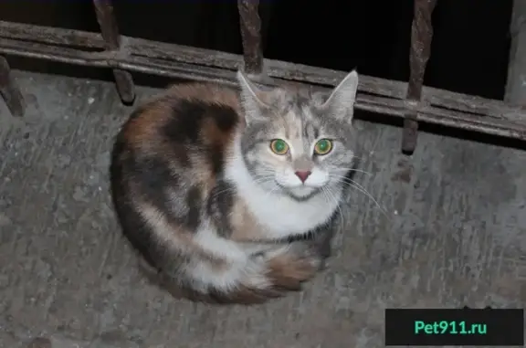 Найдена кошка на проспекте Добролюбова