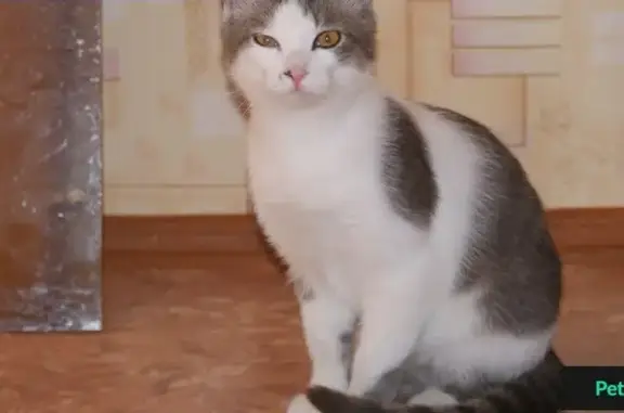 Найдена кошка в Хабаровске