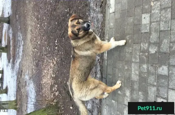 Найдена собака в Троицке, ищем хозяина