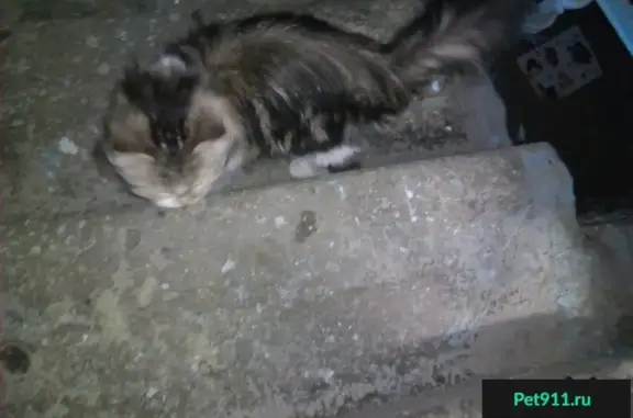 Найдена кошка в Академгородке, Новосибирск