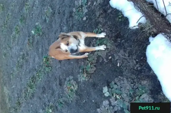 Найдена ухоженная рыжая собака в Каплино