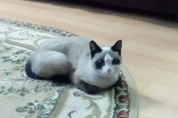 Найдена кошка на Гагарина, 64 в Улан-Удэ