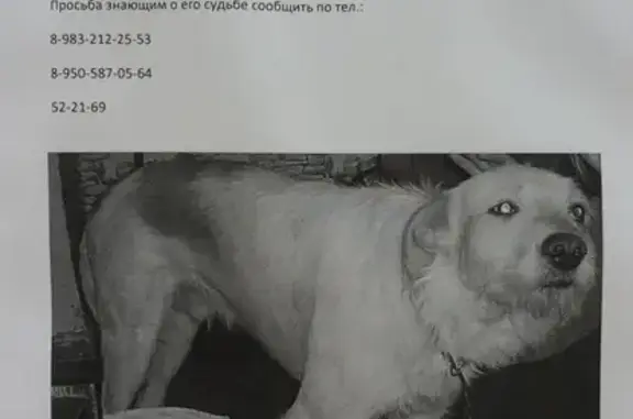 Пропала собака в районе Детского сада №151, Кемерово