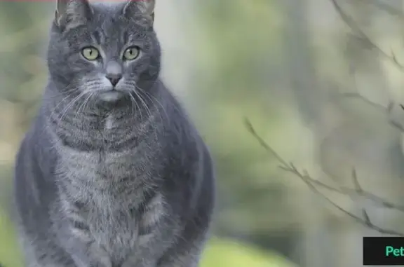 Пропал кот Мишаня на ул. Советской, Сельмаша - photo
