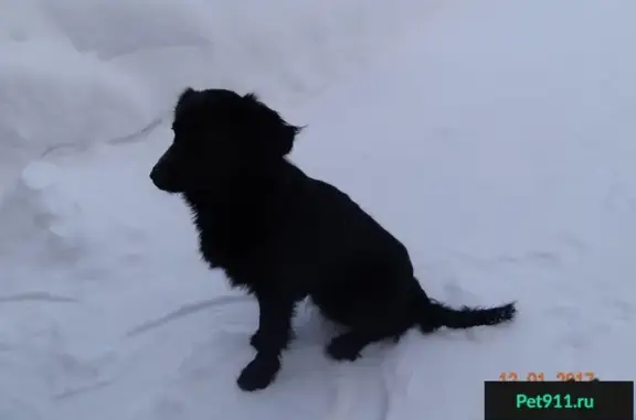 Найден черный охотничий пес на ул. Отечественной, Уфа
