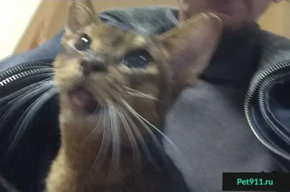 Найдена кошка, Ростов-на-Дону, фото: Найдена кошка в Ростове, ищем хозяина!