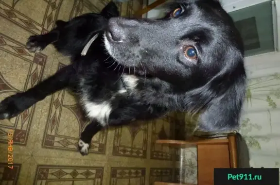 Найдена собака на ул. 2-я Тверская, пос. Российский, дом 2.