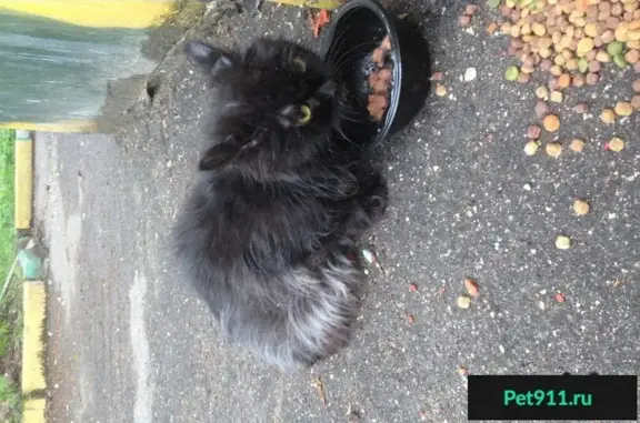 Найдена кошка на 6-ой Парковой улице, Москва