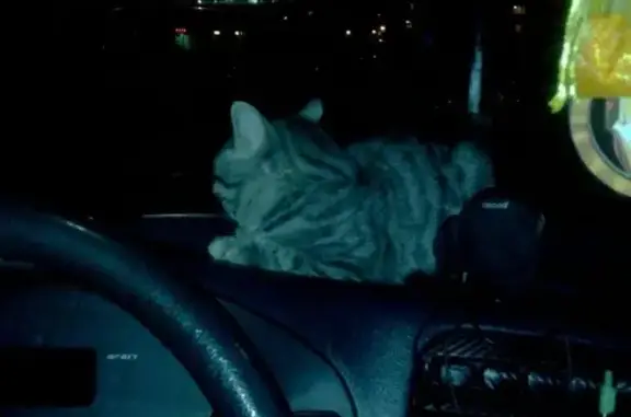Найдена кошка в Казани на ул. Закиева, 41