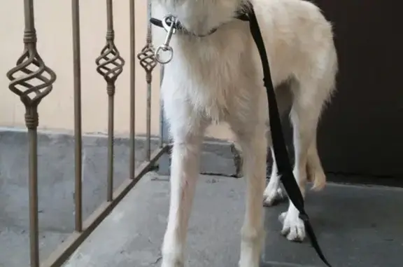 Найдена собака в районе Воронежского сада, СПб