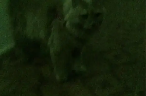 Найдена рыжая кошка на ул. Горького, 8