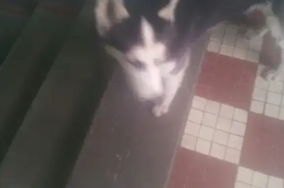 Собака найдена в Москве, ищем хозяина!