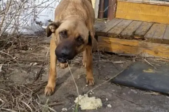 Найдена рыжая собака в Кстово, ищем хозяев.