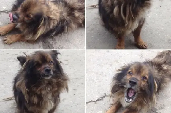 Собака найдена на Перекопской улице, ищем хозяина!