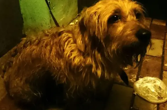 Собака найдена у подъезда в Медведково