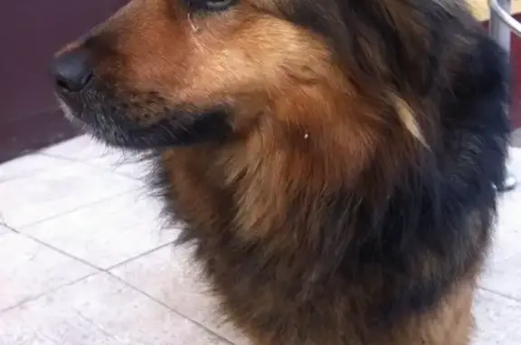 Найдена собака на улице Ленина, ищет хозяина около 27-го дома