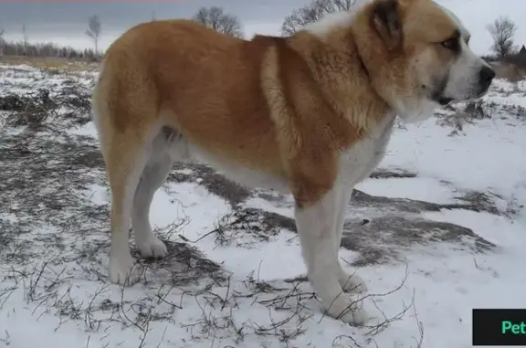 Пропала собака в Мценском селе Сторожевое