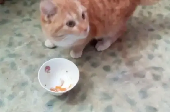 Найден молодой рыжий кот в Эльмаше, ищем хозяев