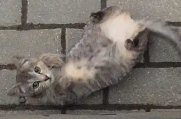 Пропала кошка в районе метро Шипиловская, возможно в деревне Слобода