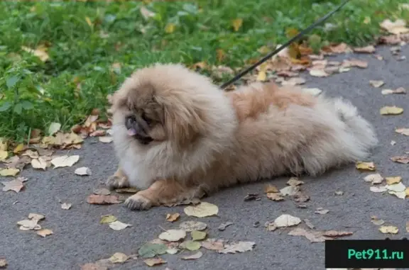 Пропала собака в Москве, М. Тимирязевская, ул. Яблочкова