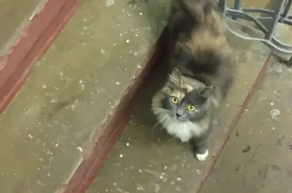 Найдена кошка на улице Дубровская, Москва