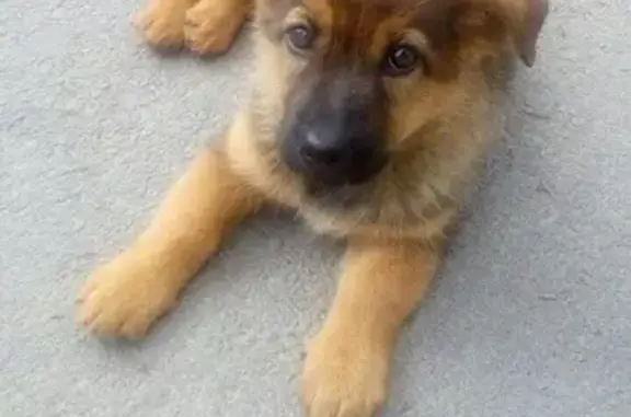 Найдена собака на ул. Энергетическая в Таганроге