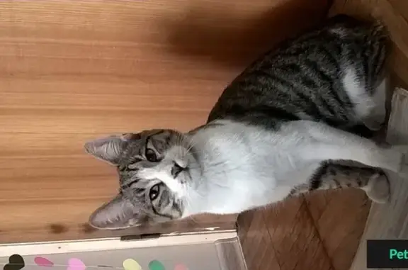 Найдена кошка на Носовихинском шоссе