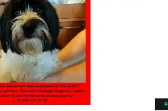 Найдена собака в Череповце, Зашекснинский микрорайон, 09/04/2017