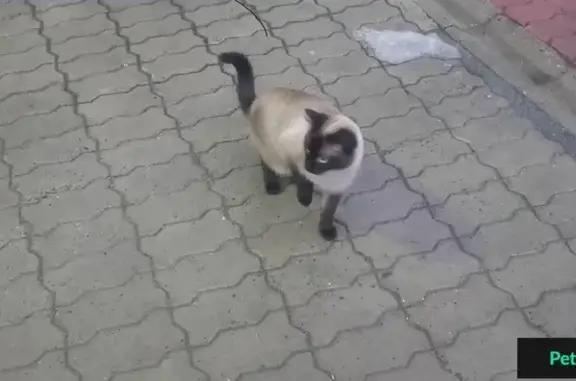 Найден сиамский котик на пр. Шахтеров, 95