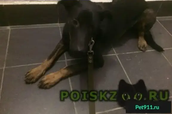Найден щенок в ошейнике в ЖК Ново-Молоково, Ленинский район
