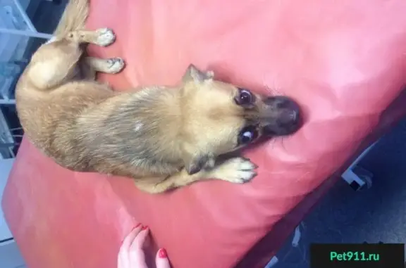 Найдена собака SOS на Московском шоссе, 219