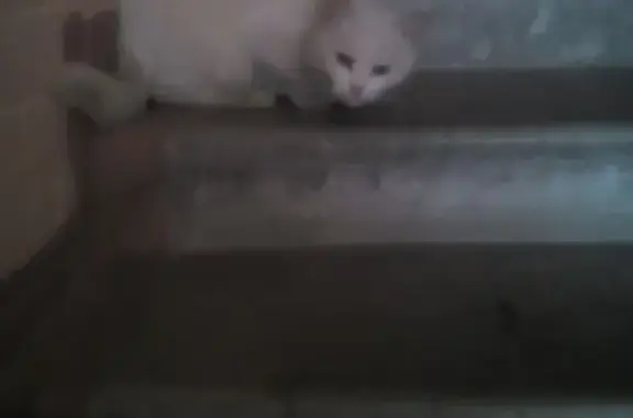 Найдена домашняя кошка в Зеленограде, к508