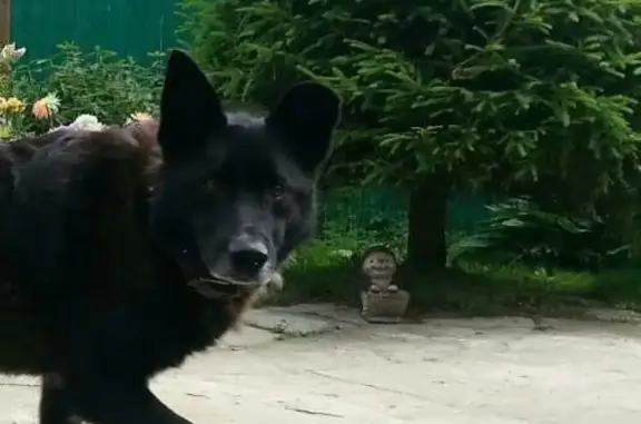 Собаки потеряшки, Ваганово, фото: Потеряшка собака на 37км Дороги Жизни, Всеволожский р-н, ЛО.