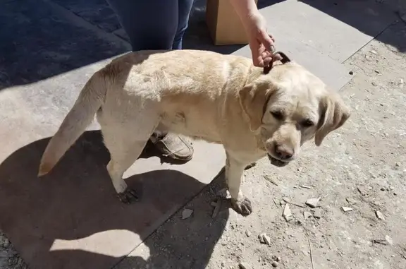 Найдена собака в Пензе на ул. Аустрина, 94А