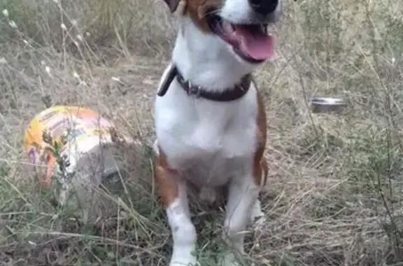Пропала собака на Найденова-Мисхорской, Ялта