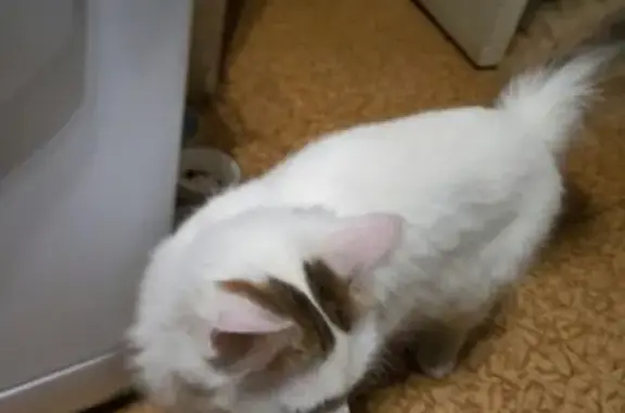 Найдена кошка на Арбатско-Покровской линии, нужна помощь