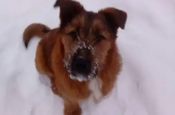 Найдена дружелюбная собака в Раменском