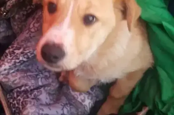 Найдена собака в Наро-Фоминске: ищем хозяина