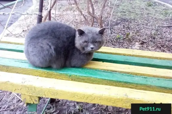 Найден британский кот возрастом 4-5 лет на улице Первомайская, 105 в Новочеркасске