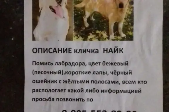 Пропала собака в Коммунарке, Москва
