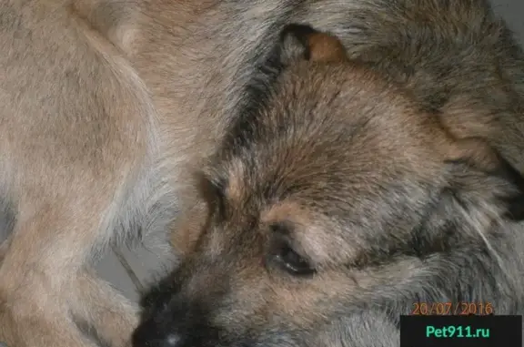 Пропала собака в Дёме, возле Матрицы, палевый окрас, без ошейника, имя Граф.