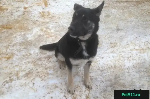 Собака найдена на улице 2-я Гуселка (Саратов)